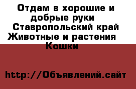Отдам в хорошие и добрые руки - Ставропольский край Животные и растения » Кошки   